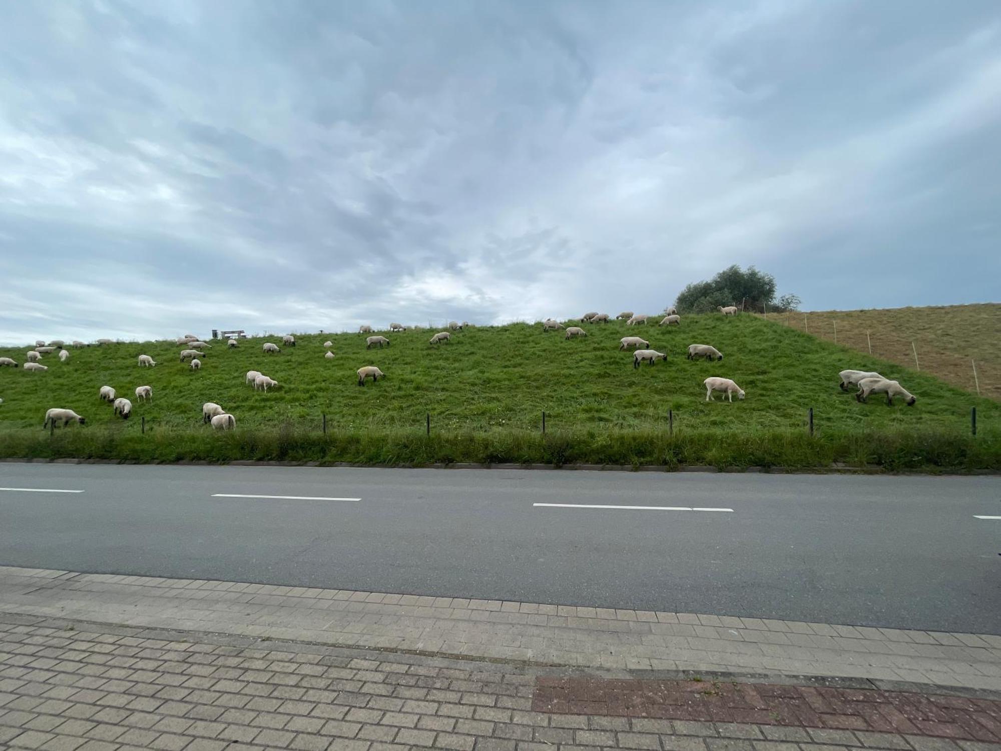 Nordwindoase *